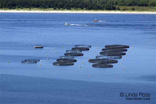 Fishing boats motoring by the existing fish farm off Spectacle Island Island