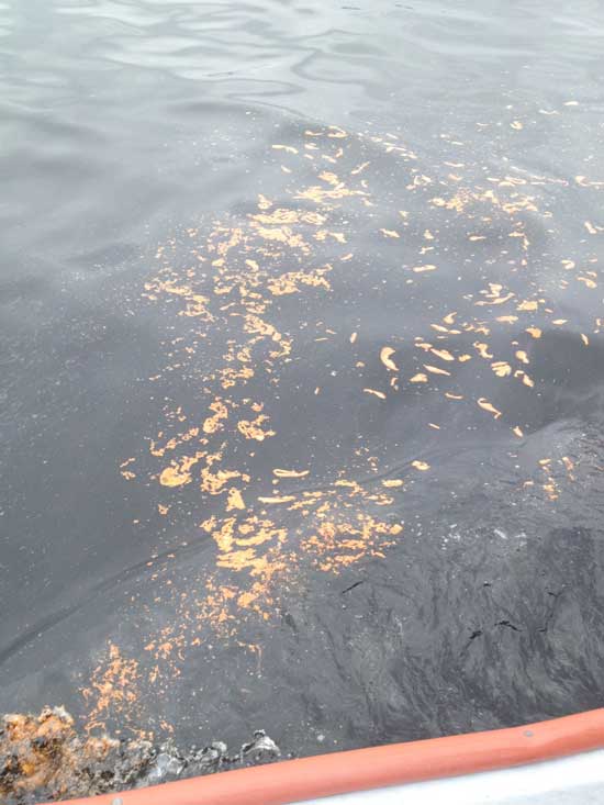 Closer view of flaoting waste stream fro fish farm Oct 5, 2012