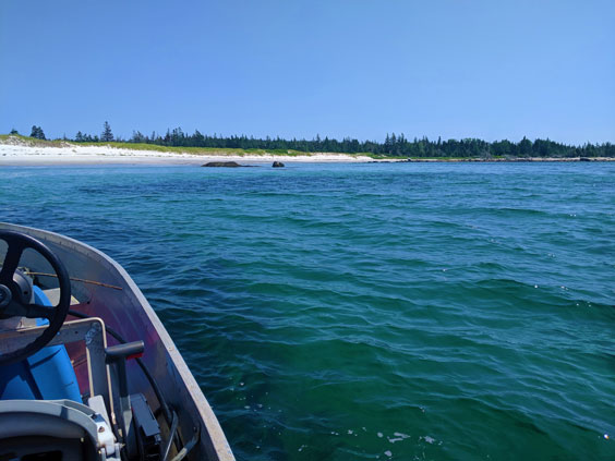 Eelgrass Engagement Event - Eelgrass survey area
