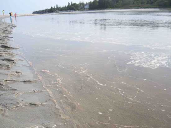 summerville-beach-aquaculture-scum-broad-river-20120818-jpottie