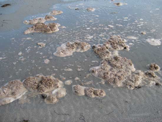 Summerville Beach - brown foam washing onshore Aug 13, 2012