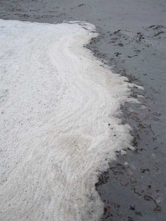 summerville-scum-eastern-end-20121016b-jpottie