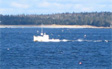 Lobstering in the area of the proposed fish farm